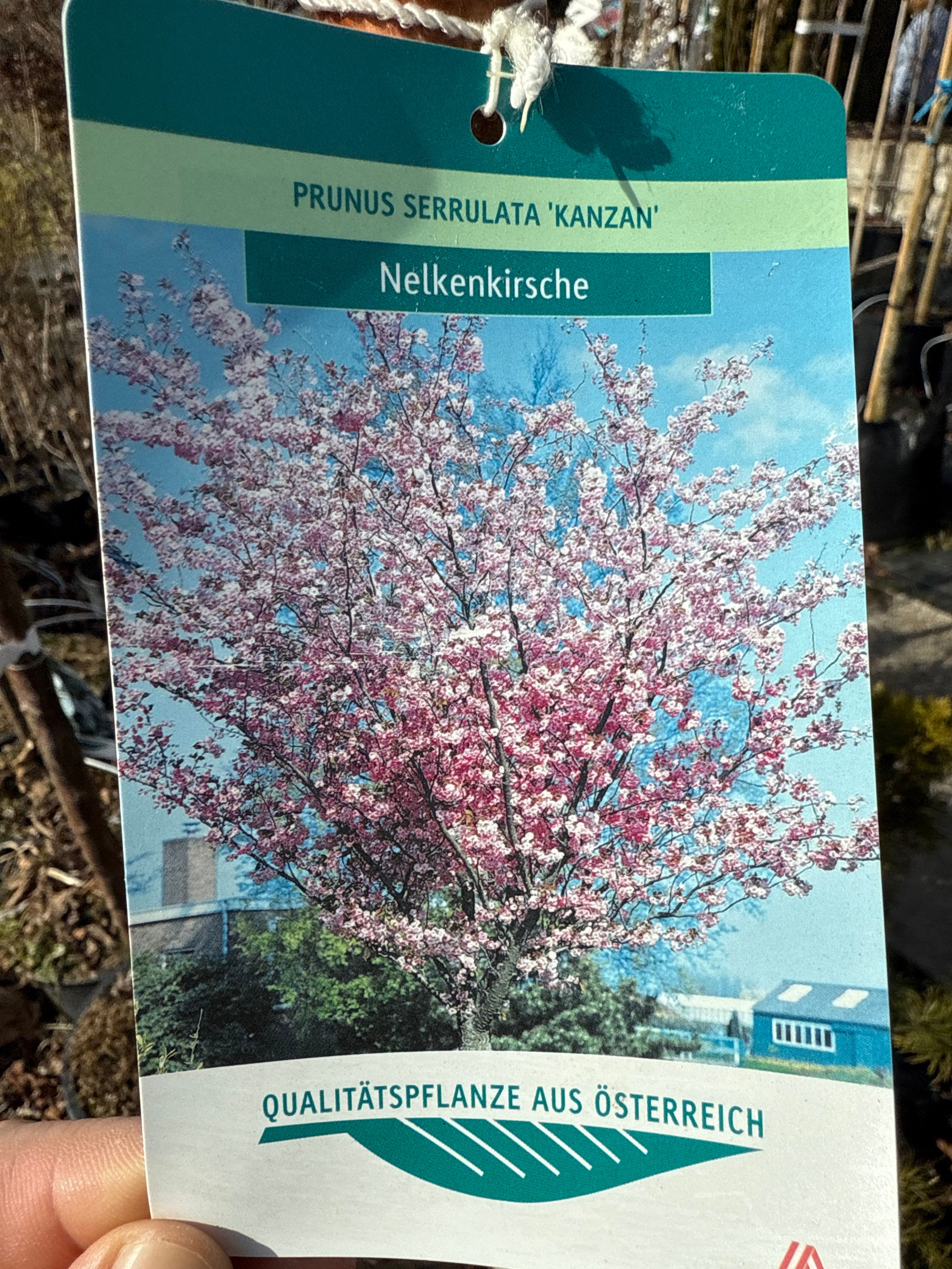 Zierkirsche “Kazan“