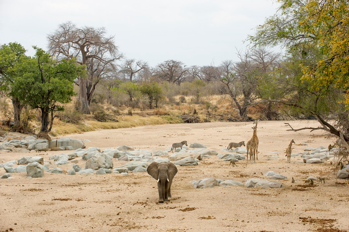 Elephant and giraffe at Ruaha National Park 