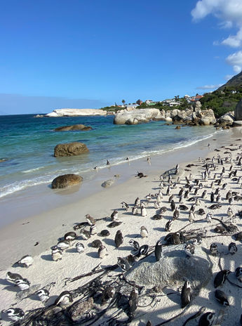 boulders beach -photo by bernd m_edited.jpg