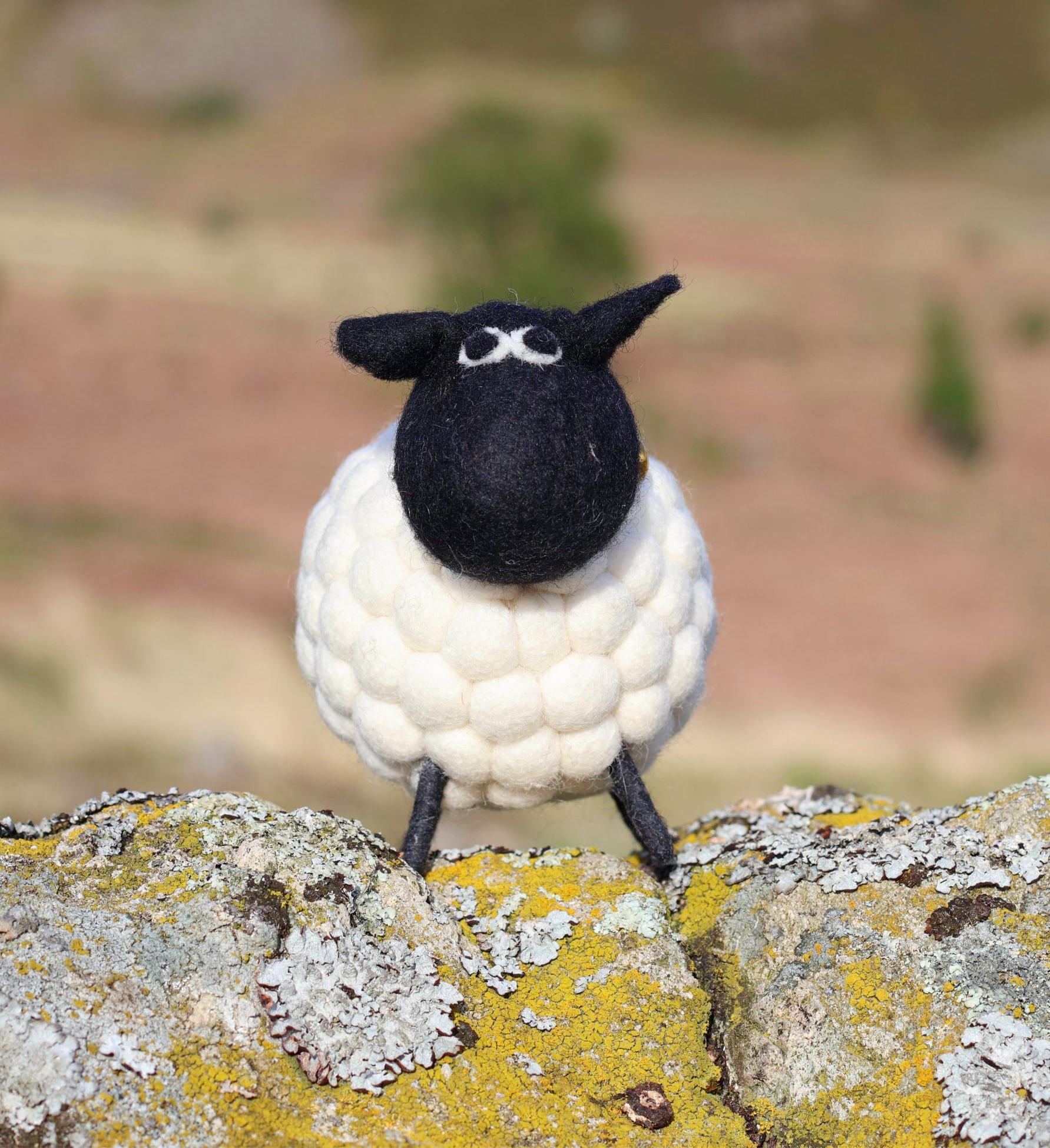 Tessa the Sheep