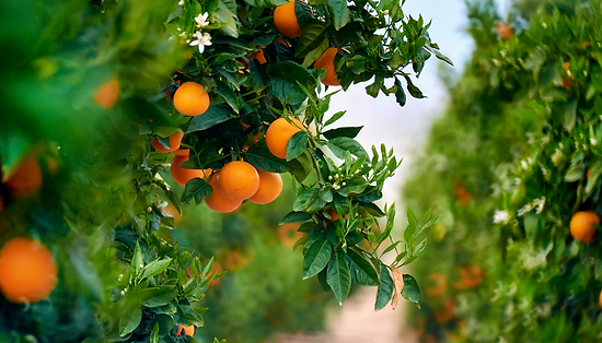 Untitled design (15).png