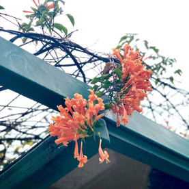 No.17 Flowers Bloom