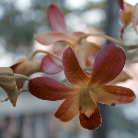 4. Beauty in Blossom
