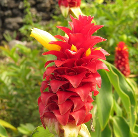 No.47 The Red Ginger's Delight
