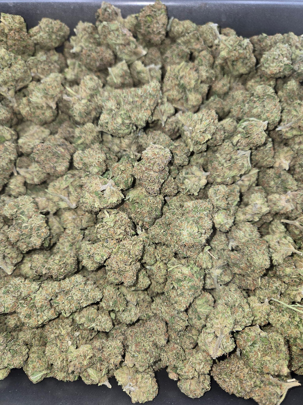 Thumbnail: Hollywood AAAA (Hybrid)