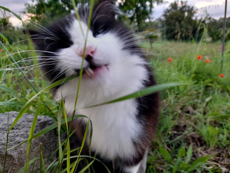 Quando suona l’allarme dell’incazzatura