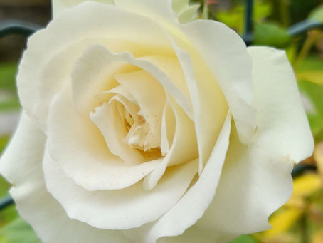 I TENTACOLI DELL'EGO