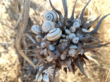 Pillole di meditazione contro l'ansia
