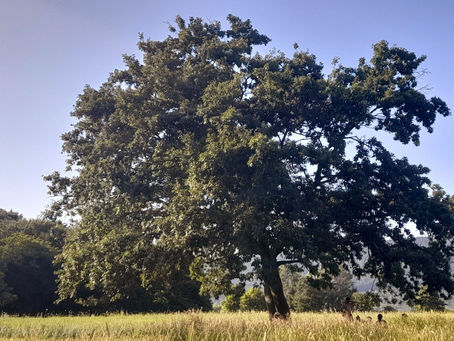 La nota costante del "senso di mancanza"