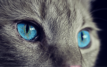 SchatzKatz Katzensitter Tierbetreuung vor Ort