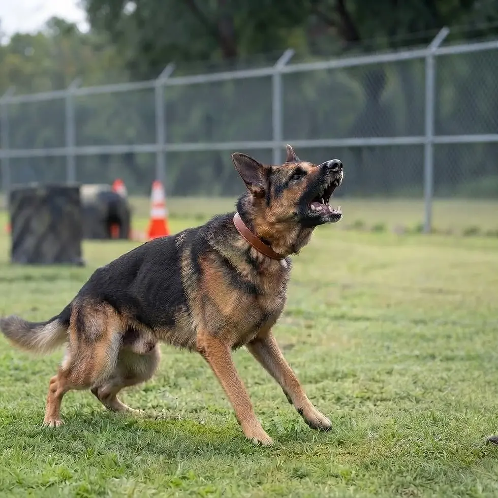 Outdoor photography of a German Shepherd dog in a grassy training area. The dog is alert and barking, with its mouth open and body in a focused, energetic pose.