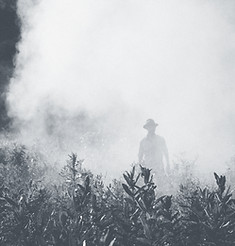 Man in a Field