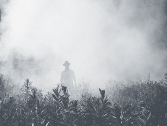 Clinic Update and Smoke Safety: Thomas Fire