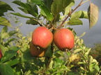 Adam's Pearmain apple.jpg