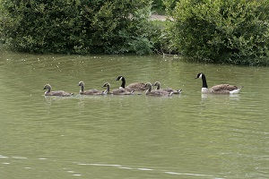 les-oiseaux-du-marais-poitevin_bernache-du-canada_miniature