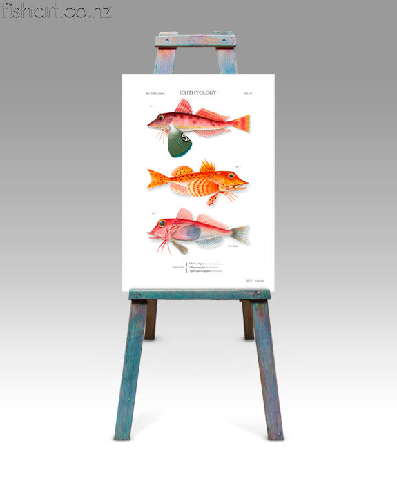 triglidae studio shot.jpg