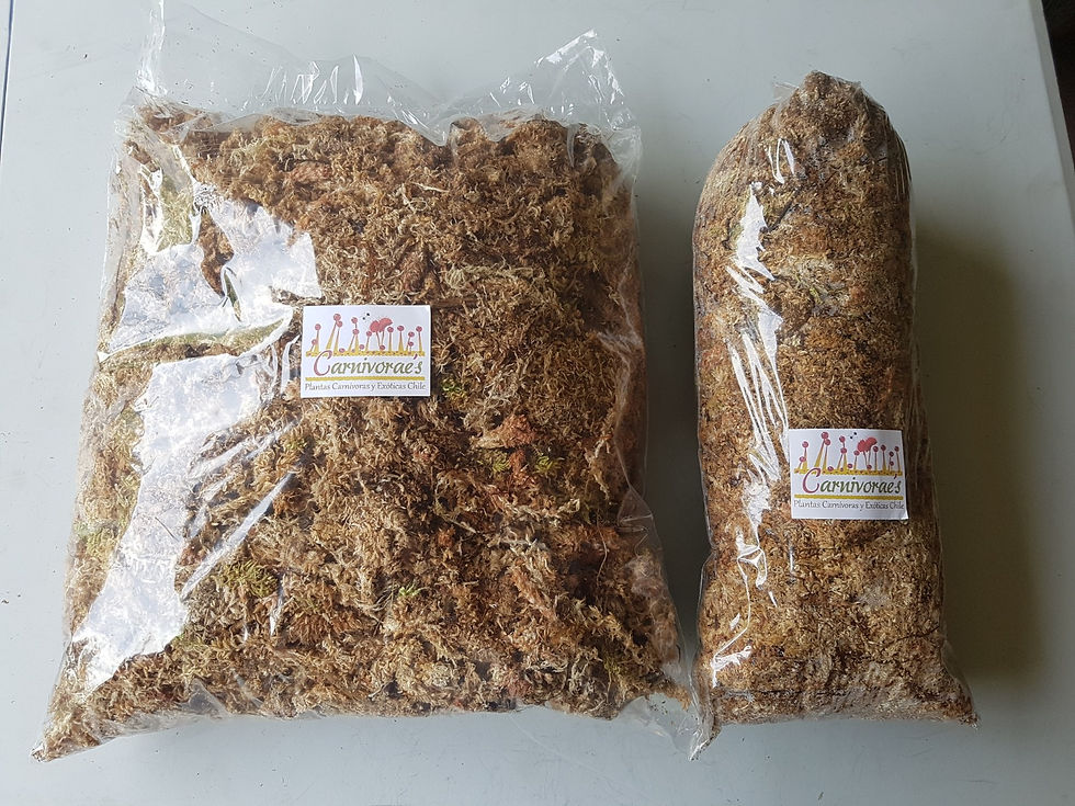 Miniatura: Musgo Sphagnum hilacha 1/2kg