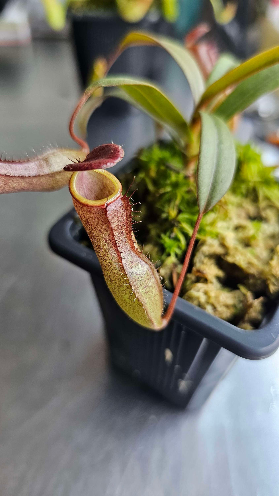 Miniatura: Nepenthes  Rebecca Soper 