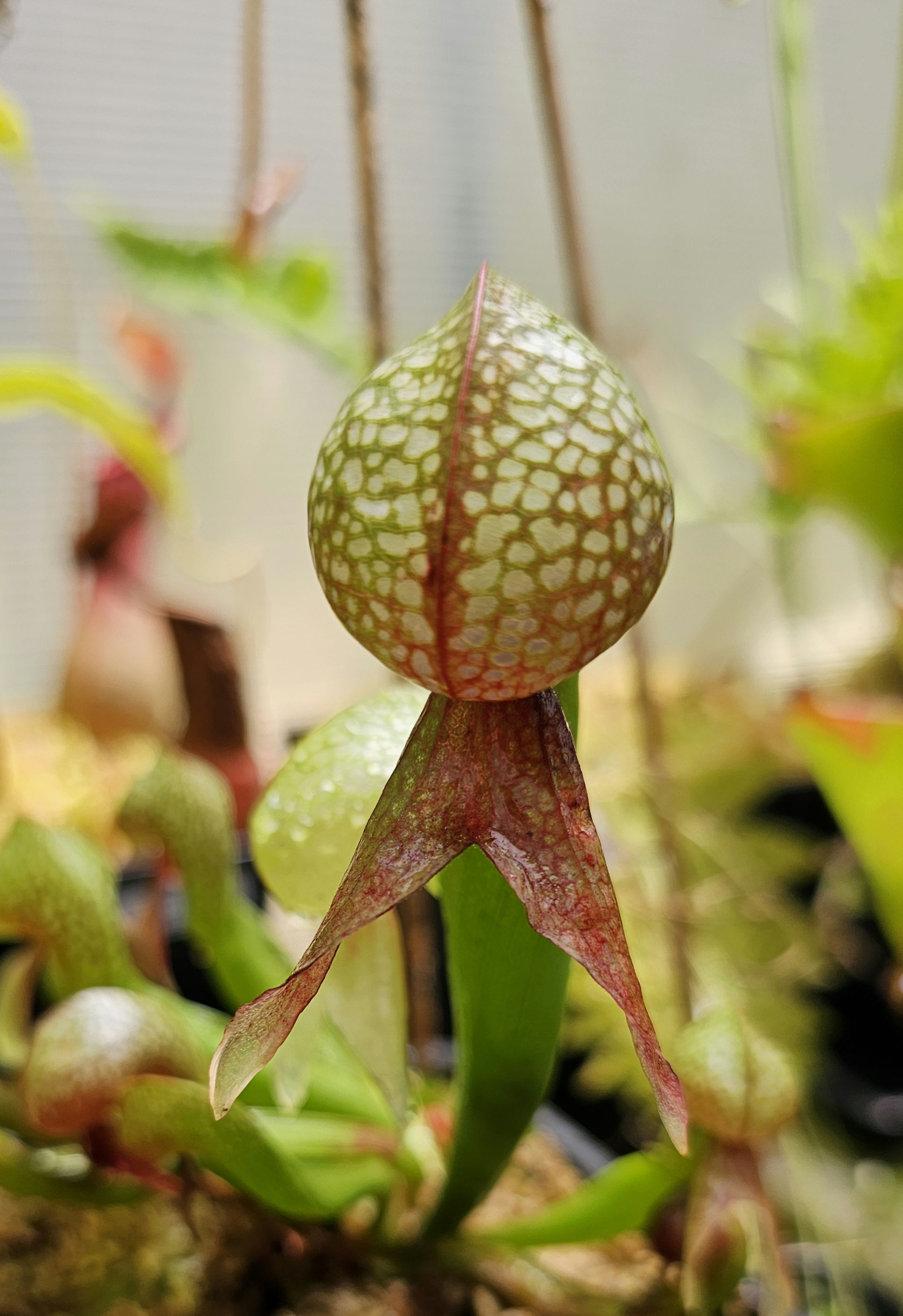 Semillas Darlingtonia 