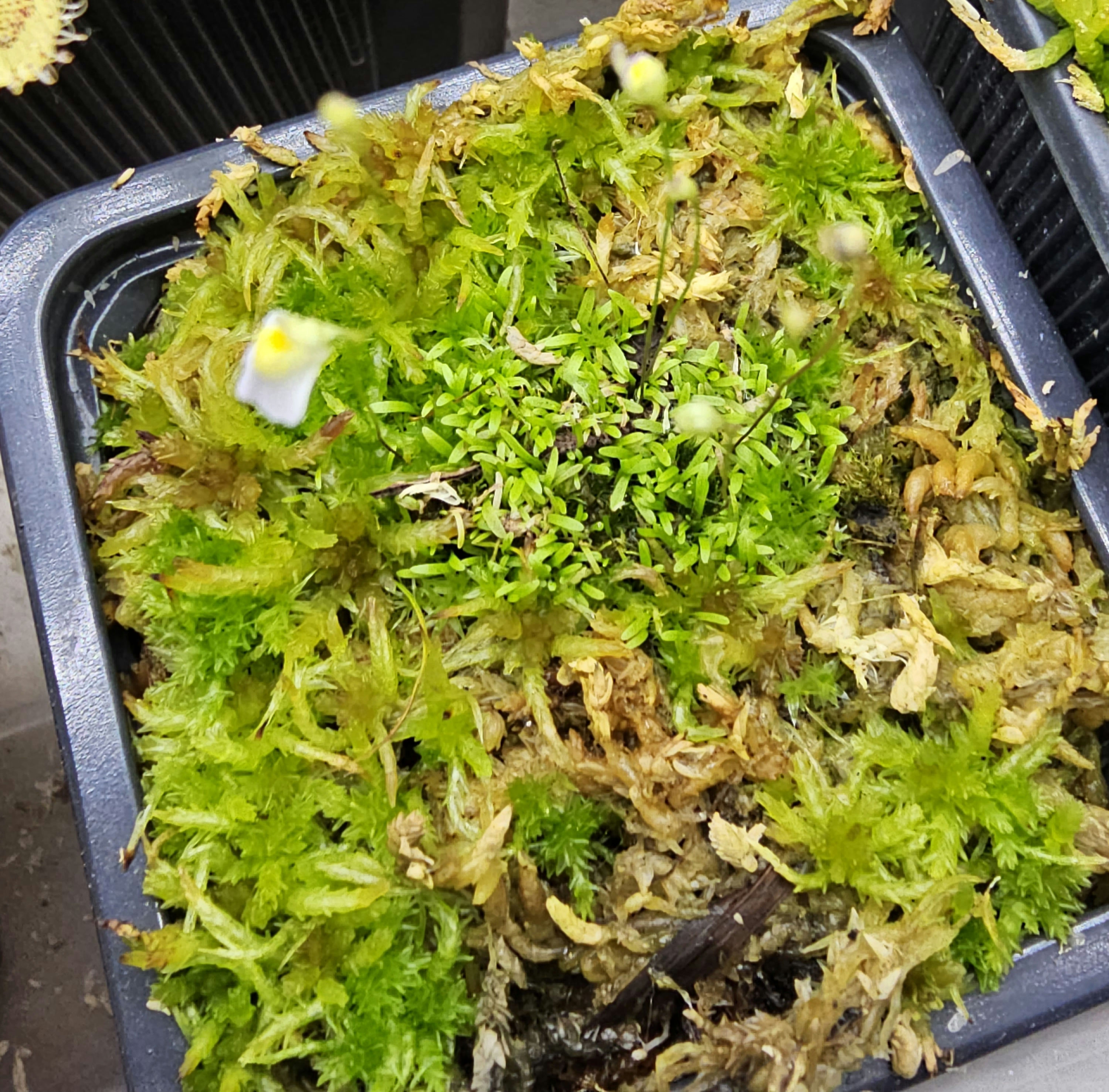 Utricularia Biscuamata