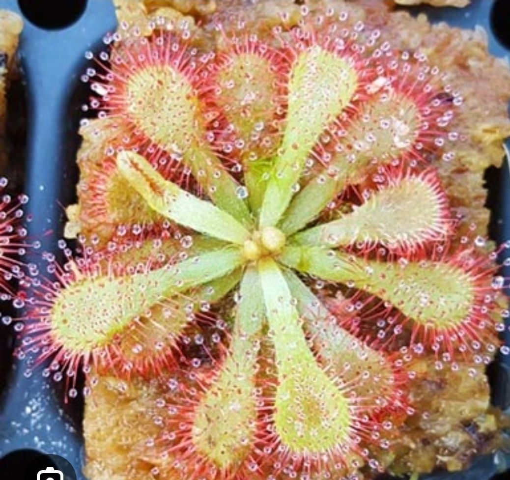 Drosera Nataliensis