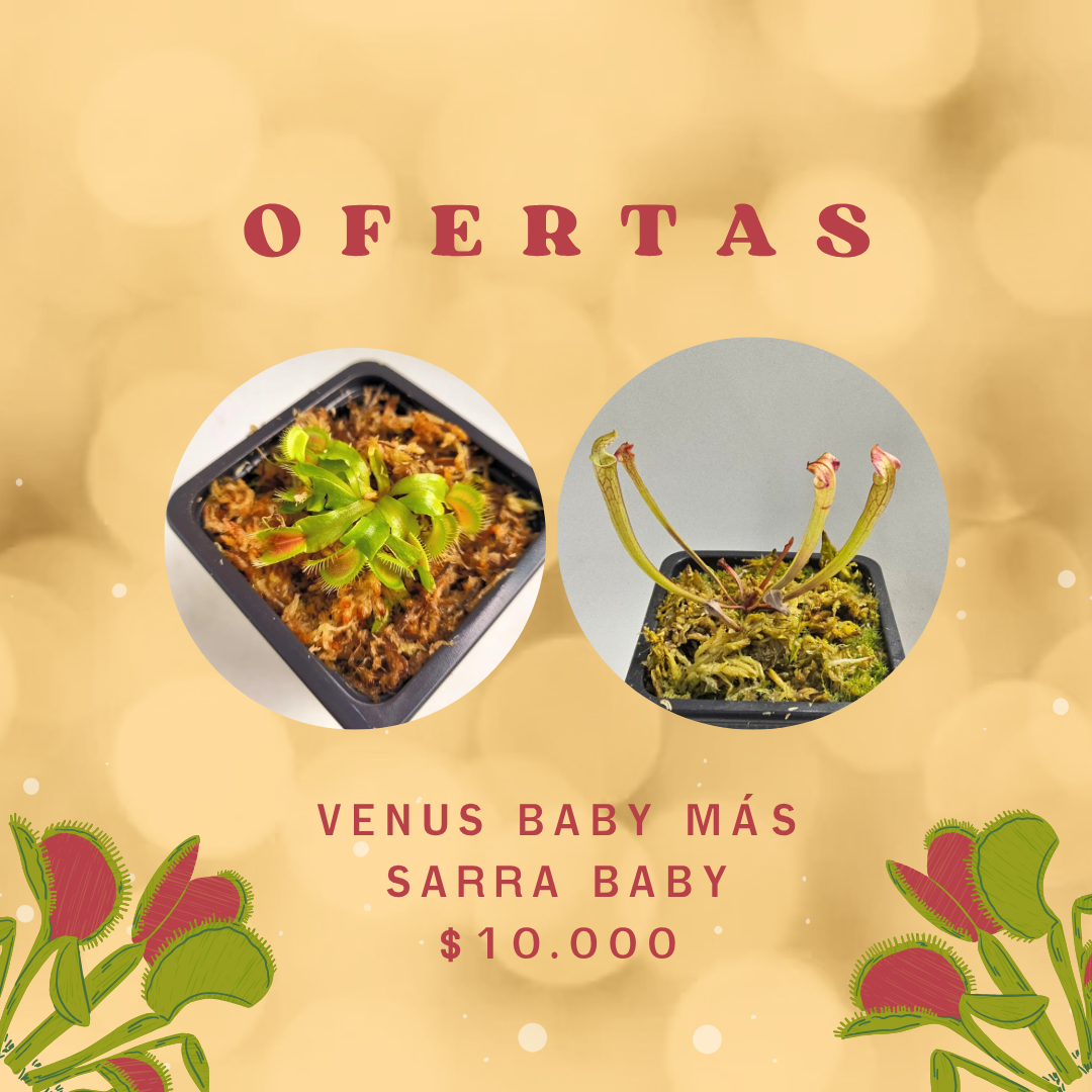Venus baby más Sarra baby