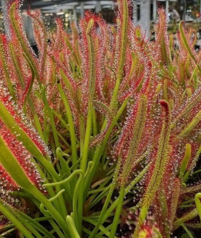 Semillas Drosera Capensis