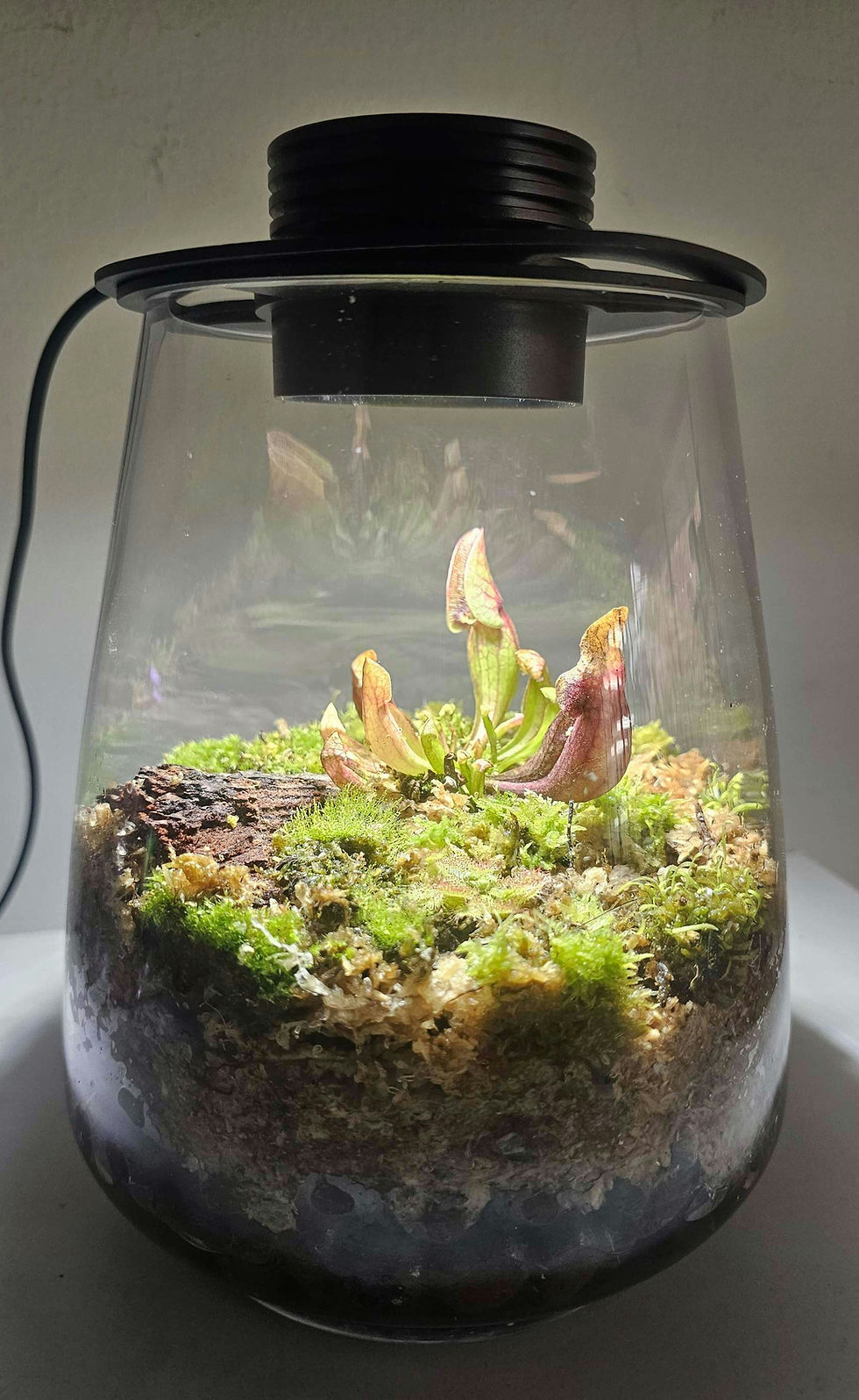 Miniatura: Terrario Lampara Carnívoras 