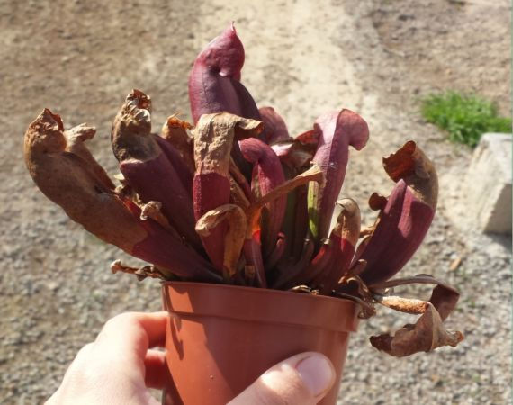 Venus Atrapamoscas Chile