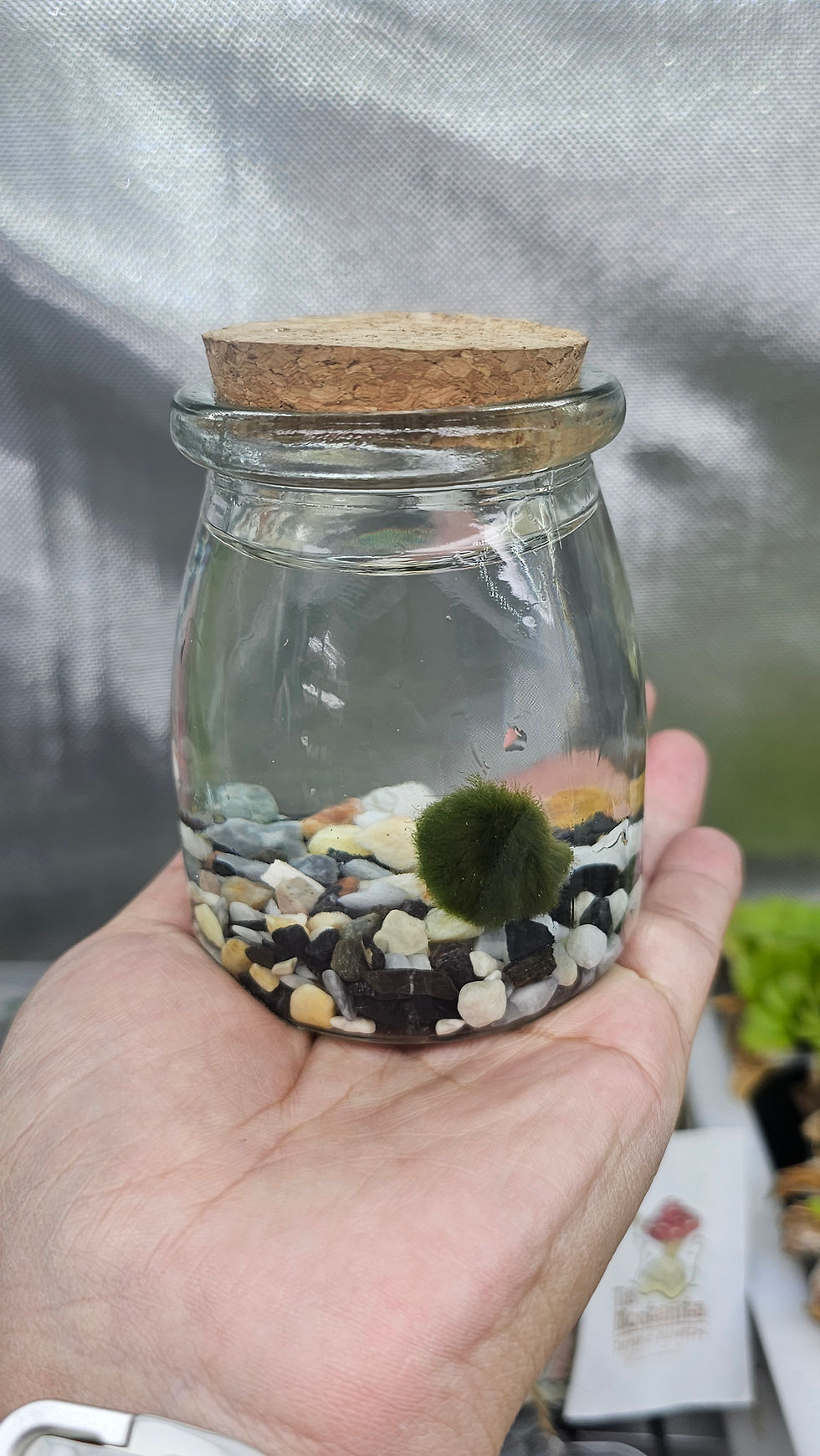Miniatura: Marimo Ball M
