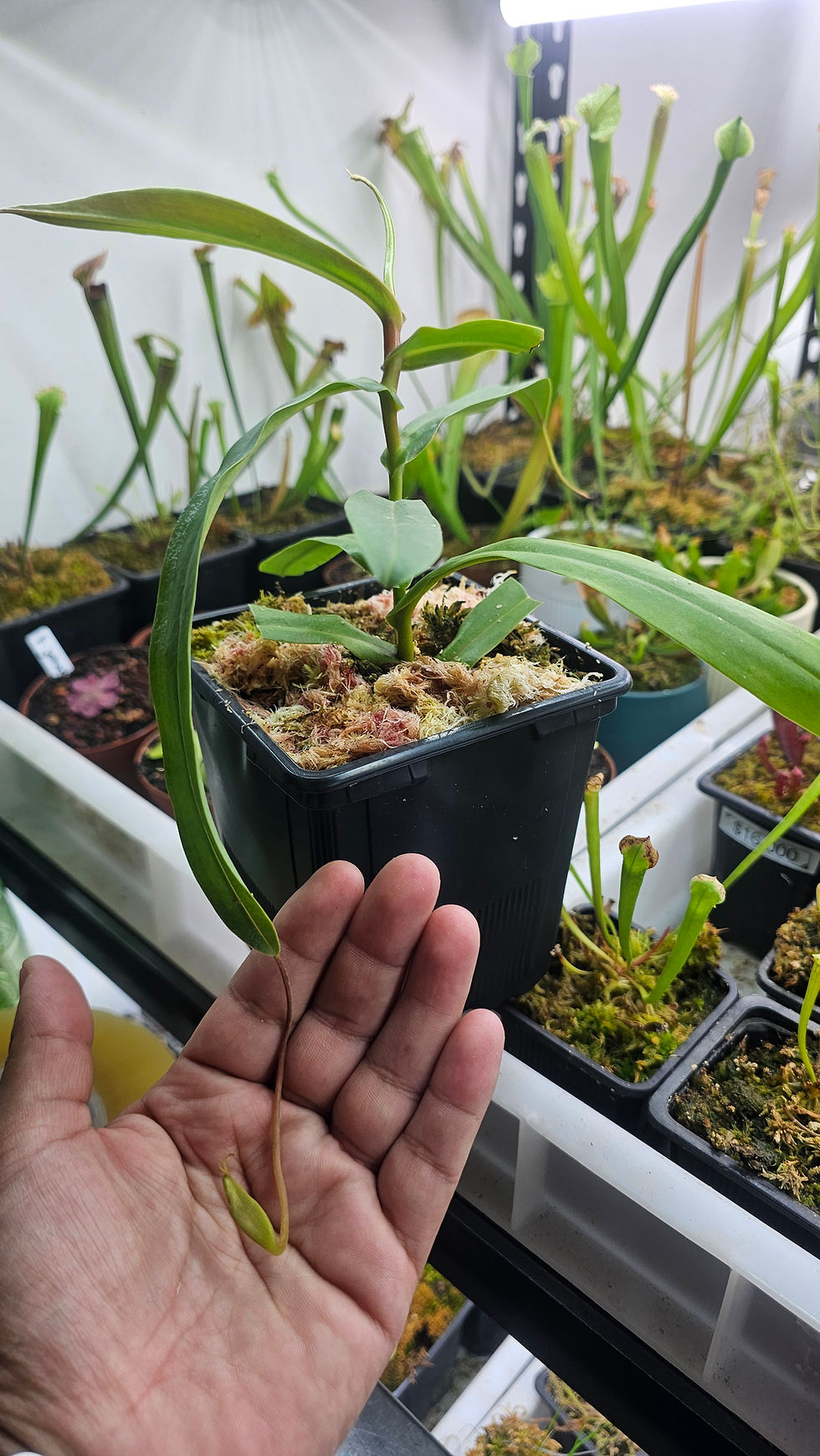 Miniatura: Nepenthes  Hibrido de Hamata