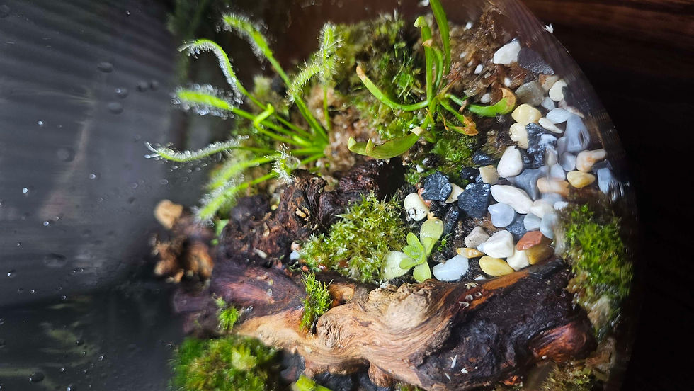 Miniatura: Terrario carnívoras con luz