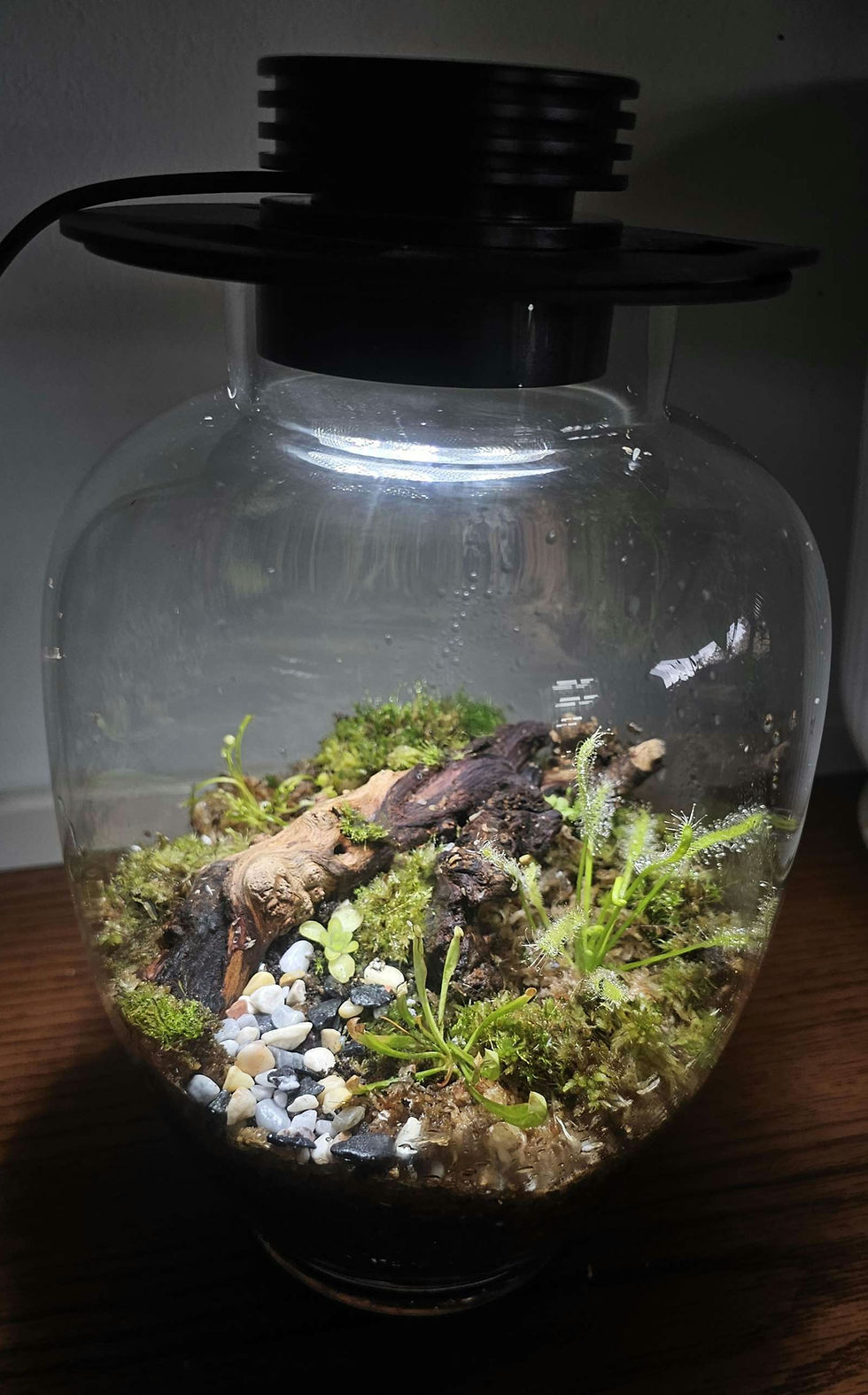 Miniatura: Terrario carnívoras con luz