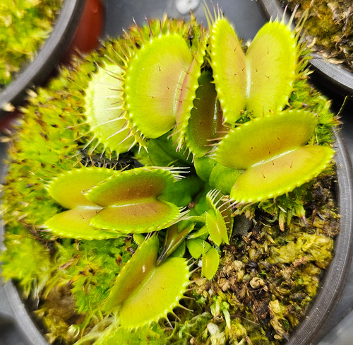 Venus atrapamoscas 