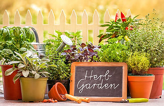 herb-garden.jpg