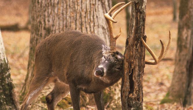 Buck rubbing summer growth off of his antlers on a tree in the forest