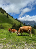 IMG_8200.jpeg