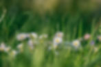 flowers-g796c84575_1920.jpg
