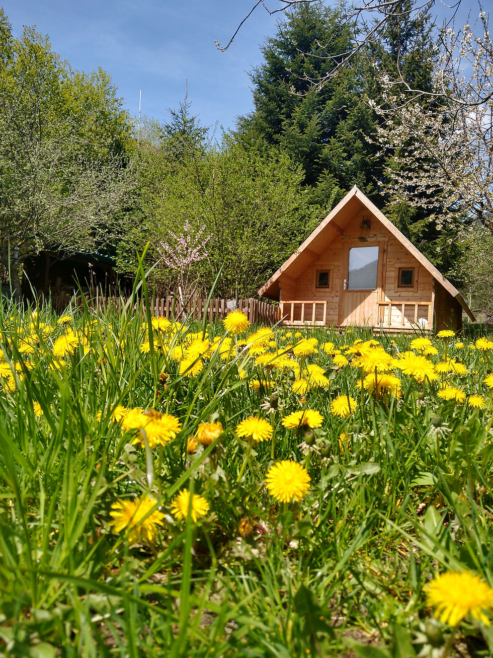 Kräuter & Waldbade Retreat in der Steiermark