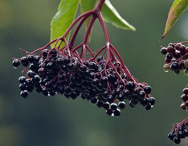 elderberry.jpeg