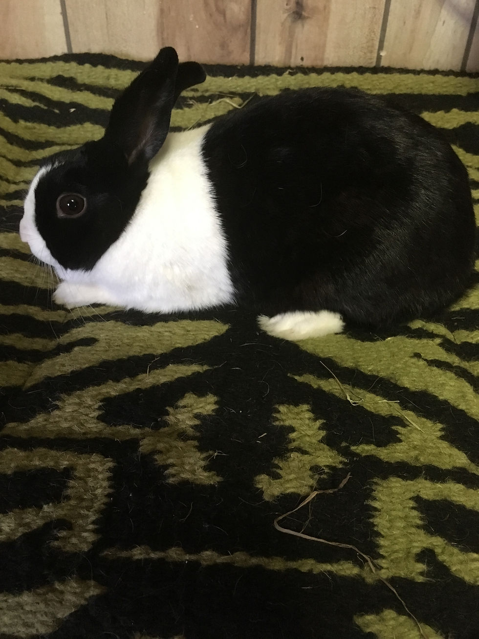 Rabbit Showmanship Training