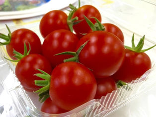 パソコン教室だけどミニトマト売ります（笑）