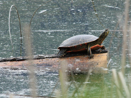 White Lake Turtle Festival Article
