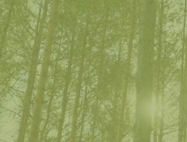 Faded green trees background