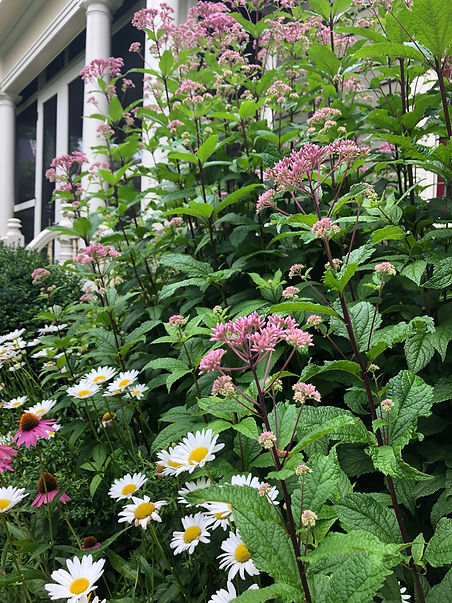 McCanns-joepyeNcolumns-IMG_5457 (1).jpg