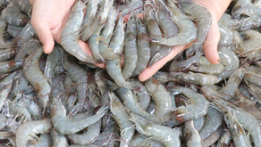 Aqua® Products Trials in Shrimp Farming  - Part 3