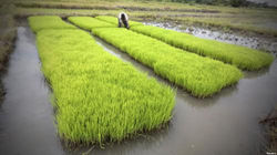 la-production-rizicole-ivoirienne-a-le-vent-en-poupe_L