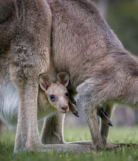 Wildlife-Avoidance-Nature-Nose-Service.jpeg