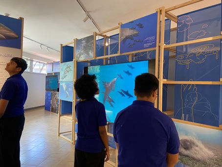 Immersed in Wonder: Year 11 Students' Expedition into the Fragile Beauty of Marine Life