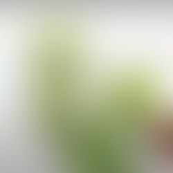 Licuado verde con manzana y mango